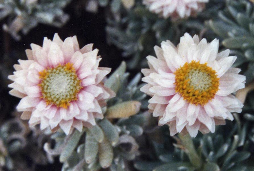 Helichrysum arwae photo